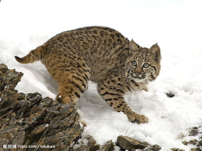睡前故事：山猫当大王（山猫的鬼把戏）