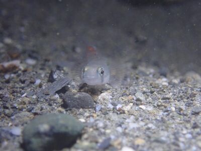  Do not go gentle into that good night#01 - river mixtape