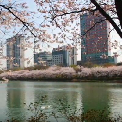 La Meditazione del fotografo - I ciliegi in fiore