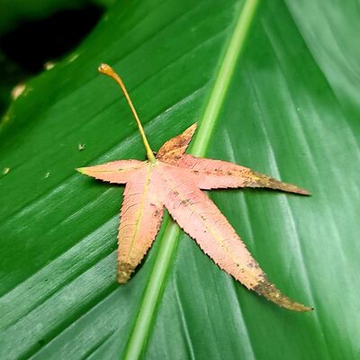 EP.29 親愛的Zoë與蕭邦