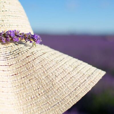 Meditazione del fotografo - La lavanda provenzale