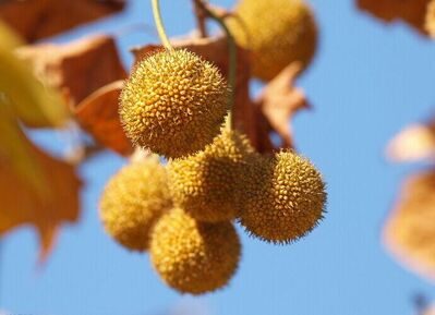 966期：《如何控制梧桐果毛》