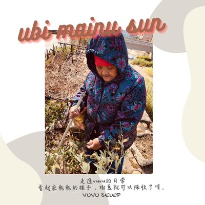 ｜ubi mainu sun｜Ep3 走進vuvu的日常，跟著ubi vuvu selep採樹豆去