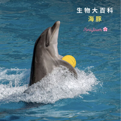 生物大百科：海豚🐬智商比黑猩猩高？