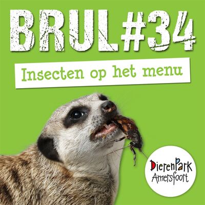 Insecten op het menu 🐛 | BRUL #34
