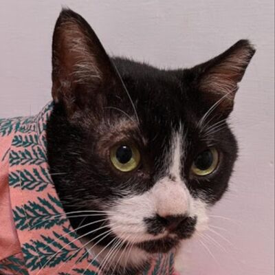 十字軍王者3新玩法告訴我們：美國能培養出川普這種獨裁者的環境讓他們能主宰世界秩序