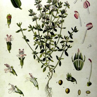 讓精油說故事 百里香 