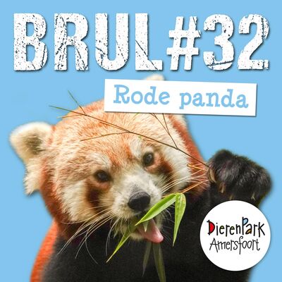 De wereld van de rode panda ❤️ | BRUL #32