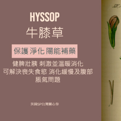 讓精油說故事 牛膝草 Hyssop 又叫神香草
