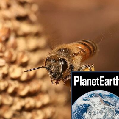 Bees, nanomaterials, and methane on Mars - Planet Earth Podcast - 12.06.19
