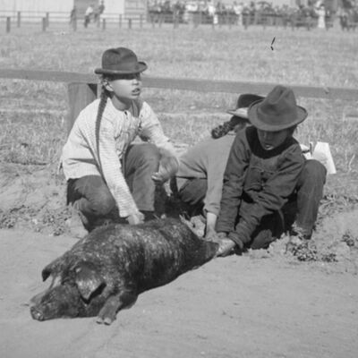 考古豬牙結石有大發現！排華時期 洛杉磯華人移民通過養豬對抗種族歧視