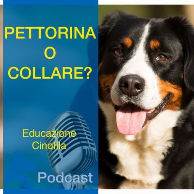 Pettorina o Collare?