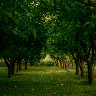 AMA丨如何面对亲人的离去？为什么有恶人恶事？金钱如何流动？嫉妒的自洽…