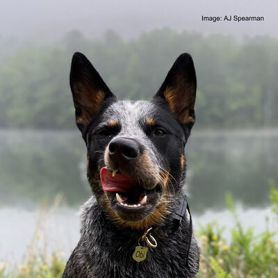 Ep 66 Australian Dogs: Australian History