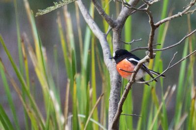 Dawn chorus in the mountains