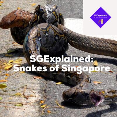 Snakes of Singapore