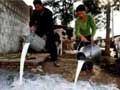 Caixin Podcast: Falling Whey Behind in the Dairy Industry