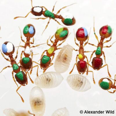 Are There Lazy Ants?
