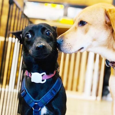 Ep87《浪浪別哭X正露丸part2》 養到詐騙集團！以為是無雷親人狗→結果是超級膽小狗！