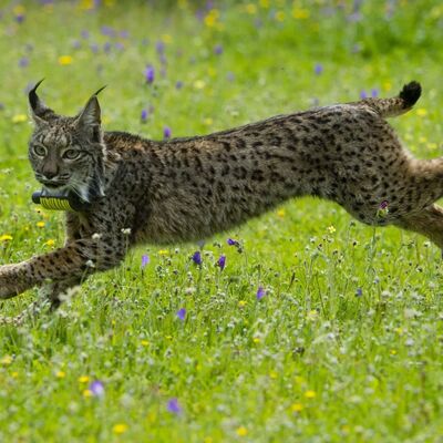 Planeta vivo - El lince Ramón - 04/06/25