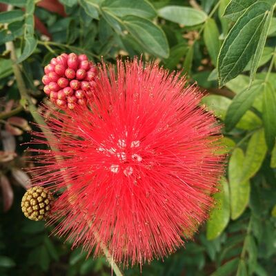 汇明赏析苏轼—江城子—十年生死两茫茫