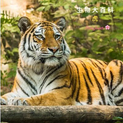 生物大百科：老虎🐯演化及信仰故事.虎跟獅打架誰會贏？ 你絕對想不到虎最高可跳躍幾公尺?