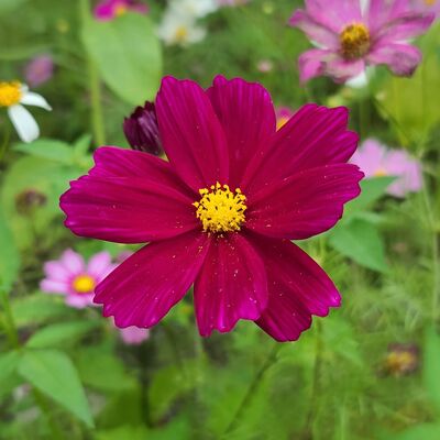 EP.19 適合春天的輕歌劇