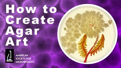 MWV 110 - How to Create Agar Art Using Living Microbes