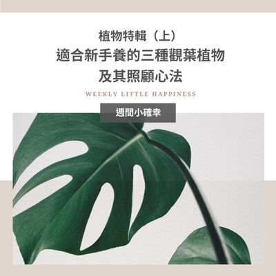 【好好生活】#5 植物特輯（上）： 適合新手養的三種觀葉植物及其照顧心法