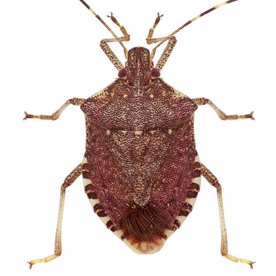 Snapshot special - BMSB news 12 February 2018