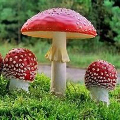 【支招心理学】职场中的“蘑菇定律”，你通过了吗