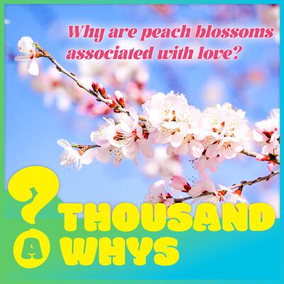 Why are peach blossoms associated with love?