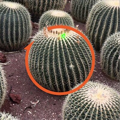 Vol.93 对话淡豹：为什么我们需要民族志的眼光