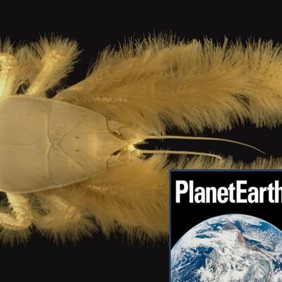 The Hoff Crab, North Sea fisheries, flood prediction - Planet Earth Podcast - 12.01.17