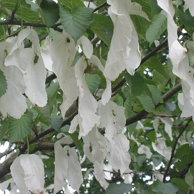 Ep. 359 | Plant Hunters during the Qing Dynasty (Part 1)