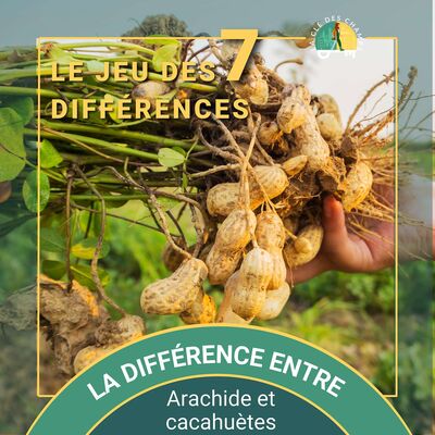 [Le jeu des 7 différences] - Arachide et cacahuète