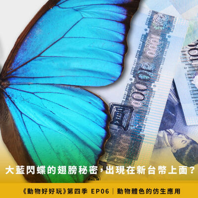 打架、做夢、心情差，章魚體色想變就變？動物體色的仿生應用【焦傳金｜動物好好玩S4EP6】
