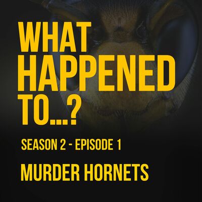 Murder Hornets | 1