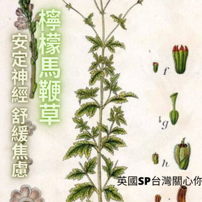 英國SP 台灣讓精油說故事 法國檸檬馬鞭草