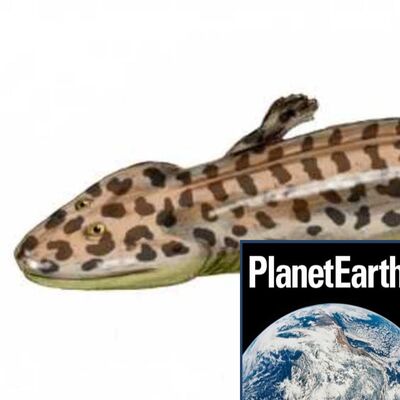 Our ancient ancestors, deep sea worms - Planet Earth Podcast - 13.02.19