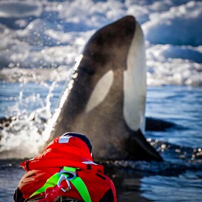 Dr Regina Eisert - Killer Knowledge