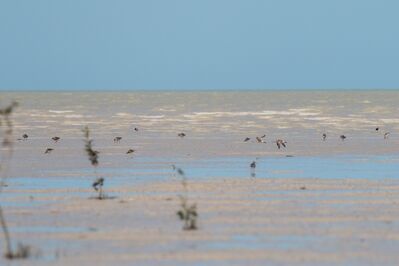 Relaxing birdsong by the ocean