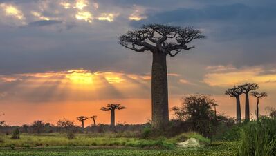 Punta Norte: El crepúsculo de los baobabs
