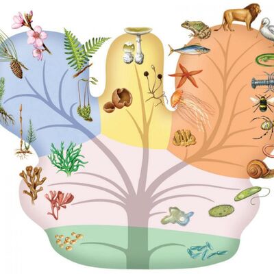 #1 - ¿La evolución es solo una teoría? No te lo creas.