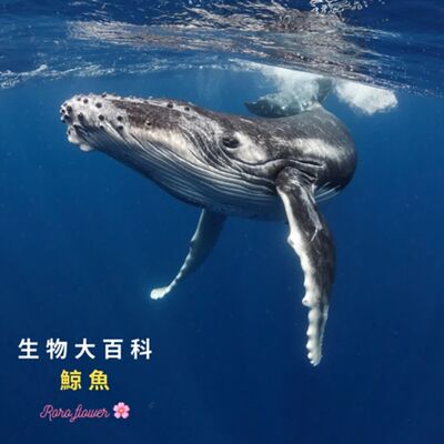 生物大百科：🐳地球上現存最大的動物是什麼呢？龍延香是什麼呢？跟鯨有關？
