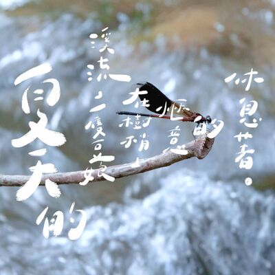EP01 | 夏天的溪流，一隻豆娘在樹梢上愜意的休息著。