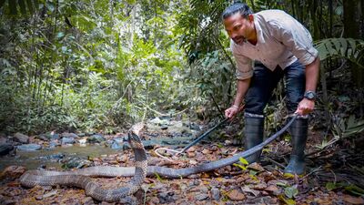 Una mordida de cobra real y un descubrimiento científico | Gowri Shankar