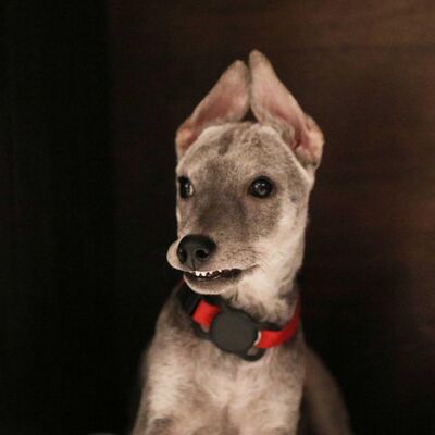 Ep92《浪浪別哭x正向思維藝術-polo爸》 狗狗突然性情大變！知道他們的成長中有「恐懼期」嗎？家長不可忽視！！