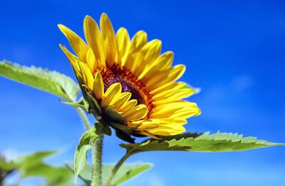A Seed Discovers What Plant It Is