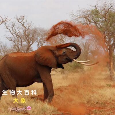 生物大百科：大象🐘那長長的象牙,真的是它的牙齒嗎？會一直變長嗎？有什麼功用呢？